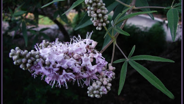 Agnus Castus