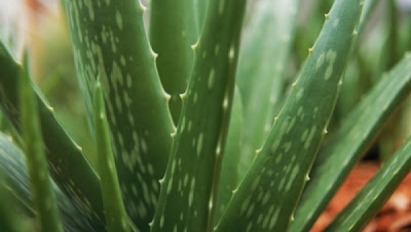 Aloe Vera 