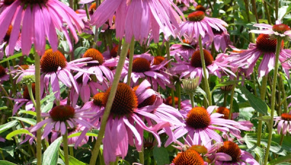 Echinacea