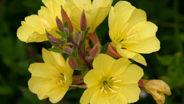 Evening Primrose