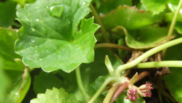 Gotu Kola