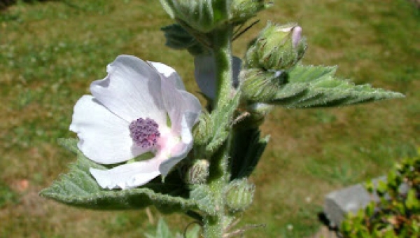 Marsh Mallow