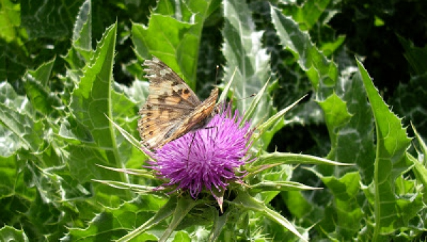 Milk Thistle