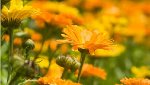 pot Marigold