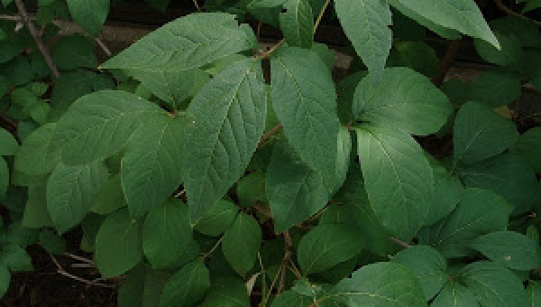 Ginseng siberiano