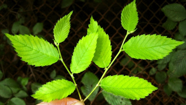 slippery Elm