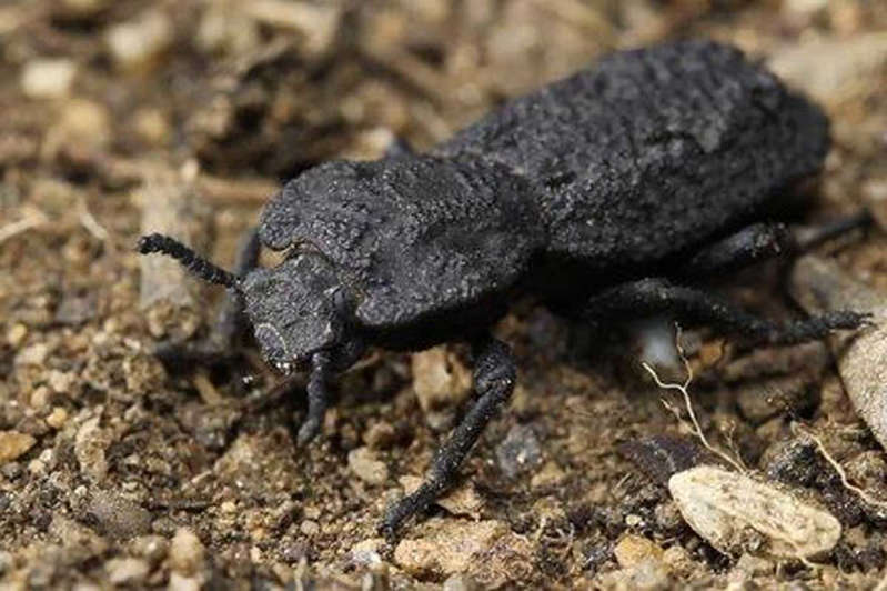 Phloeodes diabólica o besouro indestrutível